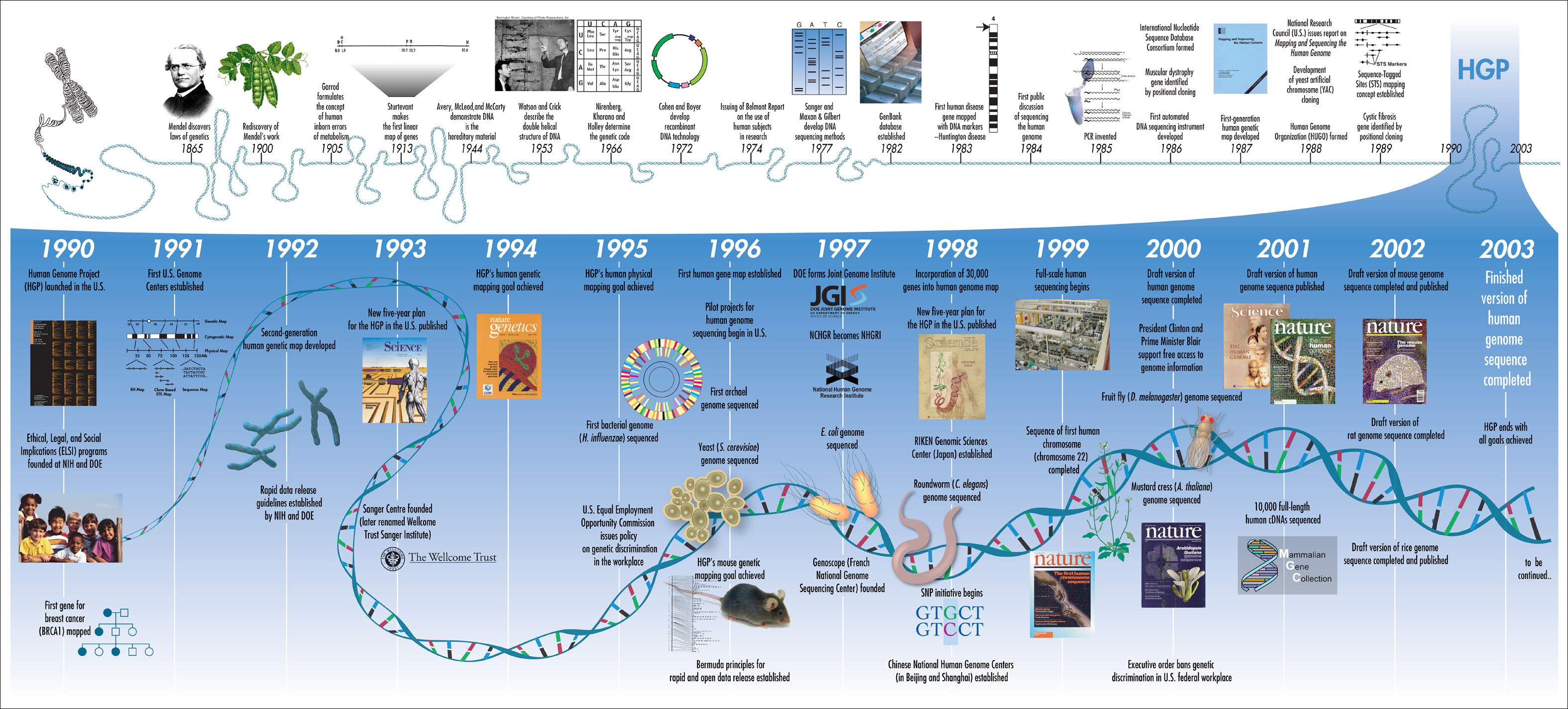 images_my_ideas_16-2/16-2_WC_Darryl_Leja_NHGRI_Human_Genome_Project_Timeline.jpg